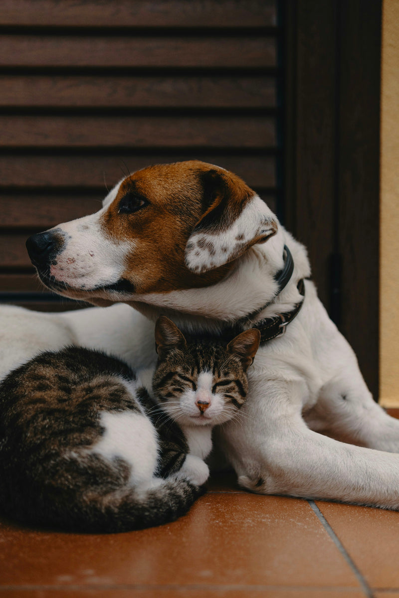 Perro y gato descansando juntos